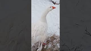Ленточный гусь