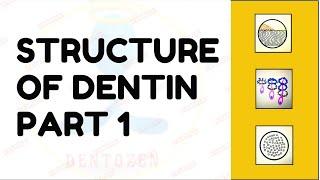 Dentinal Tubules | Dentin Histology | Structure of Dentin