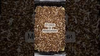 От семян до #микрозелень #ресторан #огород #ресторан #цветы #сад #microgreens #garden #дача #plants