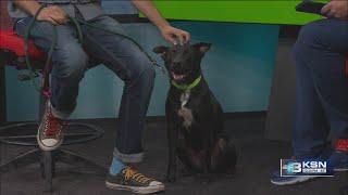 Pet Project: Snufflepupagus up for adoption at Kansas Humane Society