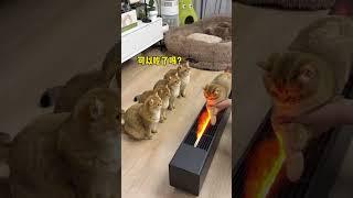 【牛奶是只猫】没想到小猫咪可以烤变色