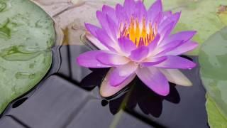 Нимфеи Siam Purple 1 (Nymphaea Siam Purple 1), нимфея Фиолетовый Сиам 1