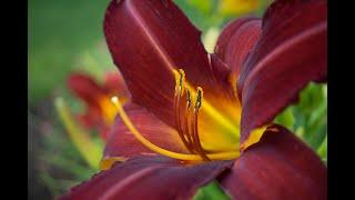 The Amazing Versatile Daylily!