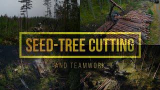 Clearcutting method Seed-tree Cutting and team work