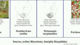 Insecta, ordine Rhynchota, famiglia Diaspididae orientalis Aonidiella Parlatoria One General oleae