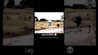 the legend scarface, entering and everyone leaving the scene ️#animals #lion #junglezoo #scarface