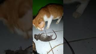 Kucing Vs Tikus