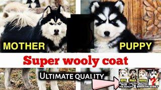  Husky Puppies for Sale in India | Best Price & Trusted Breeders | Call Now!  +91 9373137719