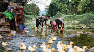 Single mother blocks natural stream to release ducks DANG THI DU