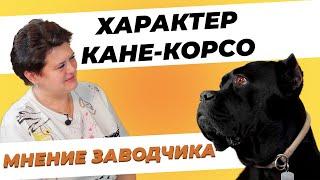 Характер Кане-корсо - Мнение заводчика - Отношение Кане-корсо к детям