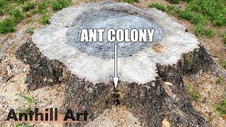 Casting an Ant Colony in a Stump with Molten Aluminum (Anthill Art Cast #121)