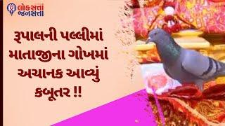 રૂપાલની પલ્લીમાં માતાજીના ગોખમાં અચાનક આવ્યું કબૂતર !! | Viral News | Temple News |