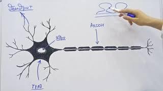 Строение  нейронов