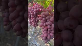 Beautiful Red Grapes  #grape #grapetree #food #tree #viralshort #cute #talented #trending #fyp