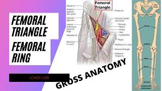 FEMORAL TRIANGLE LOWER LIMB BY RANA MUHAMMAD NOMAN