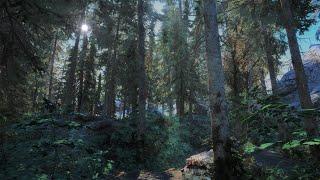 The Most PHOTOREALISTIC Forest Yet! | Skyrim | Modded Graphics (PC)