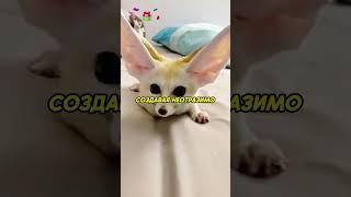 Люди спасли лисёнка ️ #животные #animals