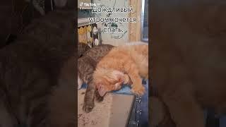 2 кота и собачка Катя. #животные