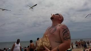 Seagull grabs french fries from mouth