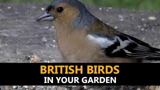 British Birds in your Garden