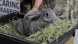 Giant Rabbit Care : Rabbit Care