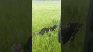 Deep grass in Spring Time MT