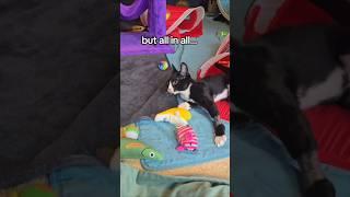 Frogg is available for adoption 