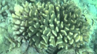 Coral and fish at Kaunaoa Beach on the Big Island of Hawai'i (#790 by Gabor Stefanics))