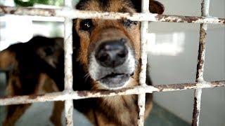 Trek196 Mini Doc - A Look Inside The Phuket Government Dog Pound and The Volunteers Making it Better