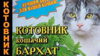 Посадка Котовника травы для кошек (Сорт Кошачий бархат)