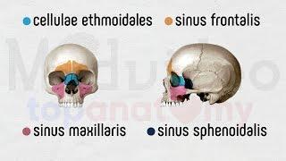 Череп в целом: околоносовые пазухи, костное небо, свод и основание, полость носа