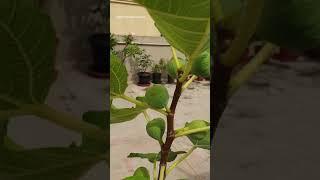 Fig plant in pot anjeer plant | nature's lap