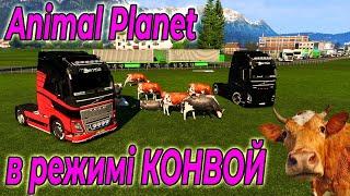 Фермерство КОНВОЙ: проникаєм на пасовища | Convoy: penetrating the pastures | Euro truck simulator 2