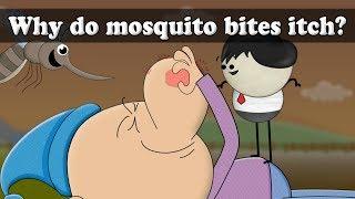 Why do mosquito bites itch? | #aumsum #kids #science #education #children