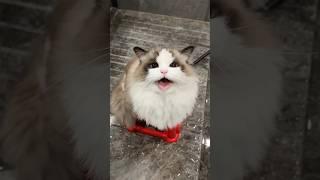 Her Cat Surprisingly Likes Water 