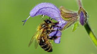 Lippenblütler (Lamiaceae)