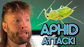 Top 5 Ways To ELIMINATE an Aphid Infestation!