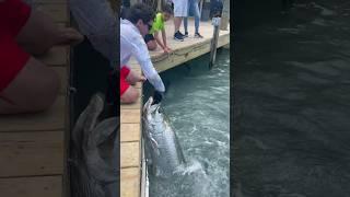 HAND FEEDING MASSIVE TARPON!