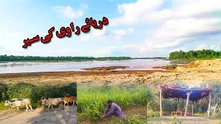 Visit To River Ravi And Forest | Darya e Ravi ki Sair | Zeeshan Ashraf Vlogger