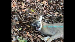 11 pointer with a bow