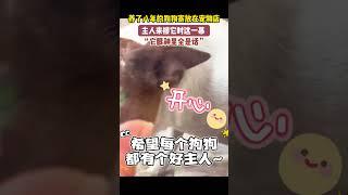 养了八年的狗狗寄放在宠物店 主人来接它时这一幕 它眼神里全是话 你是狗狗的全世界#画一个故事#每个生命都应该被尊重 #狗狗故事#暖心一幕#感人瞬间