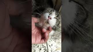 cimoy kucing lucu maunya di manja #shorts