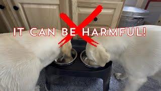 Why Your Dog’s Food Bowl Might Be Hurting Their Health!