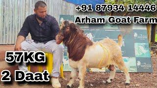 Kokan Home breed Miniature Boer 57kg Tolke Arham Goat farm shriwardhan #boergoat #goat #farming