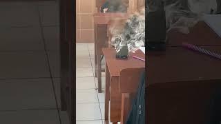 Asupan Meme Random #4 #meme #viralvideo #funny #tiktok #trending #memes #lucu #random