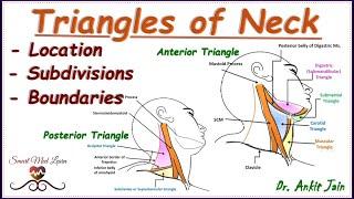 Triangles of neck/ Anatomy/ Simplified - Subdivisions & Boundaries/ Anterior and posterior triangle