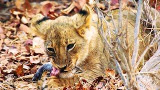 Baby Lion Cubs Taste Meat for the First Time