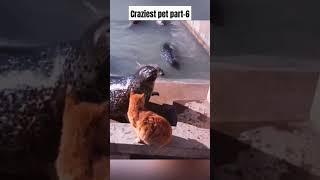 Funniest Pet part-6|#funny #trending #viral #cute #youtube #shortsfeed