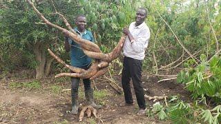 Making UGX 10M+ ($3,000+) from 1 acre of Cassava Farm | How to Start a Successful Cassava Farm