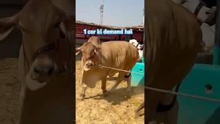 1 karor ka janwar || maweshi mandi #cowmandi #cattlemarket